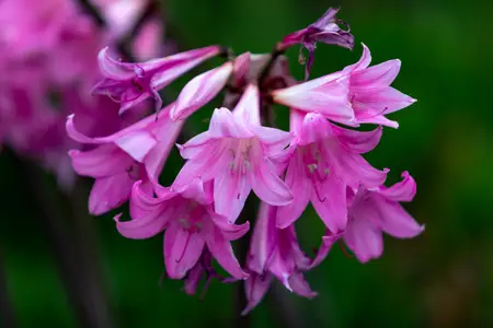 belladonna-lily
