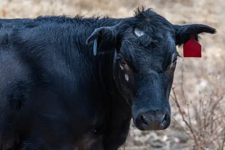 cow