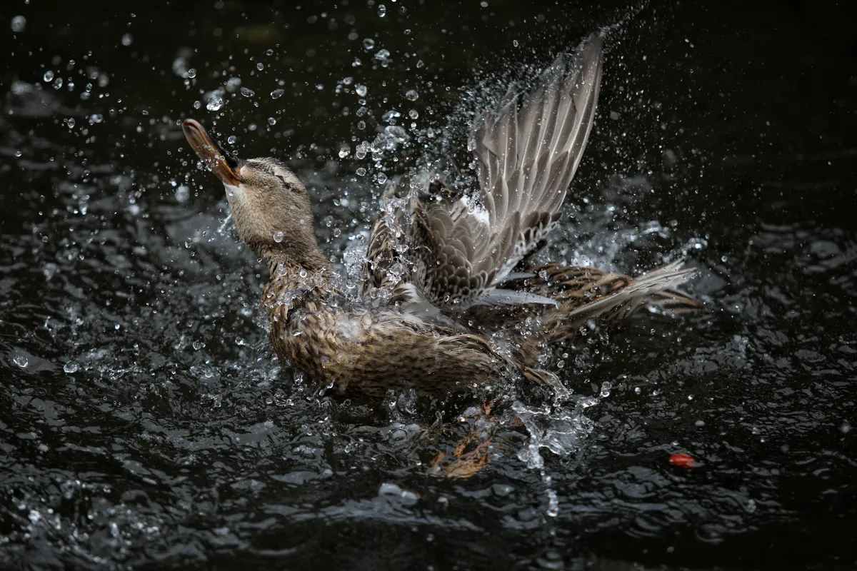 Duck Bathing by Owen Turetzky