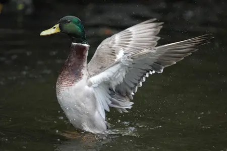 duck-flapping