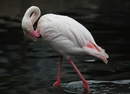 flamingo