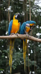 golden-parrots