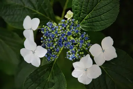 katsuoji-hydrangea
