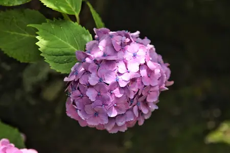 pink-hydrangea
