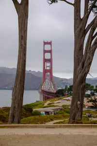 presidio-trees