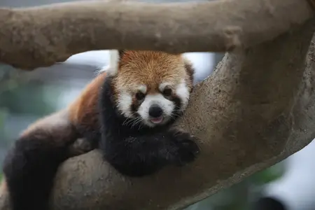 red-panda