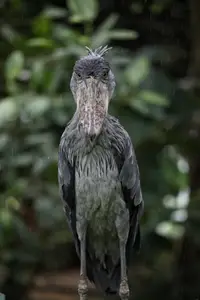 shoebill