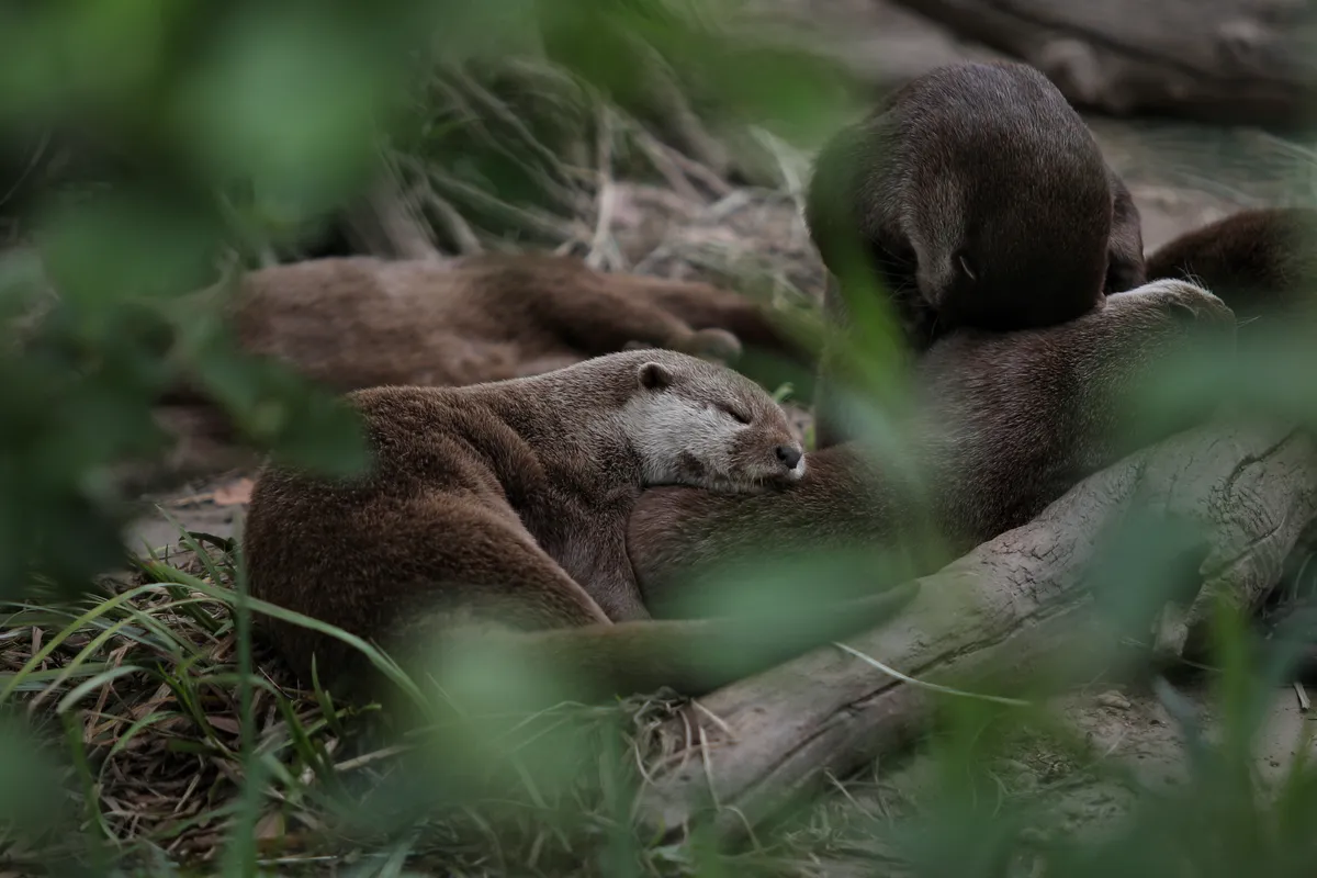 Naptime by Owen Turetzky