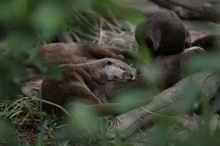 sleeping-otter