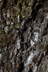 tree-closeup