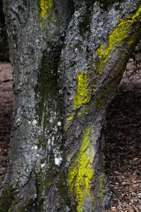 tree-with-moss